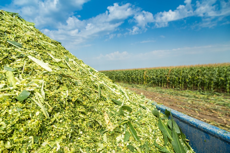 CORN SILAGE